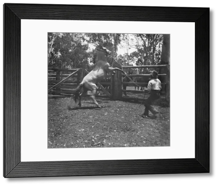 Framed Print : Man with rearing horse, c1900s. Creator: Robert Augustus Henry L'Estrange. Man with rearing horse, c1900s. Creator: Robert Augustus Henry L'Estrange Framed Print : Man with rearing horse, c1900s. Creator: Robert Augustus Henry L'Estrange. Man with rearing horse, c1900s. Creator: Robert Augustus Henry L'Estrange