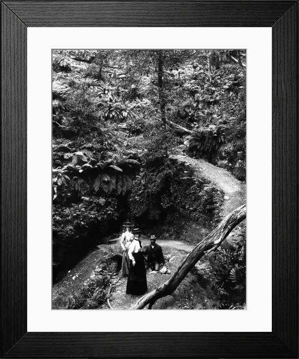 Framed Print : Rainforest location, possibly Mount Tamborine, c1900s. Creator: Robert Augustus Henry L'Estrange. Rainforest location, possibly Mount Tamborine, c1900s Framed Print : Rainforest location, possibly Mount Tamborine, c1900s. Creator: Robert Augustus Henry L'Estrange. Rainforest location, possibly Mount Tamborine, c1900s