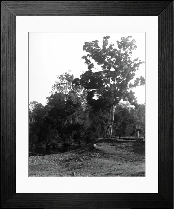 Framed Print : Coomera River - Upper Coomera, c1880s. Creator: Robert Augustus Henry L'Estrange. Coomera River - Upper Coomera, c1880s. Creator: Robert Augustus Henry L'Estrange Framed Print : Coomera River - Upper Coomera, c1880s. Creator: Robert Augustus Henry L'Estrange. Coomera River - Upper Coomera, c1880s. Creator: Robert Augustus Henry L'Estrange