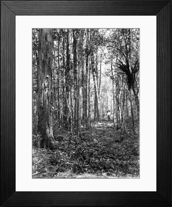 Framed Print : Unknown man in forest of trees, c1900s. Creator: Robert Augustus Henry L'Estrange. Unknown man in forest of trees, c1900s. Creator: Robert Augustus Henry L'Estrange Framed Print : Unknown man in forest of trees, c1900s. Creator: Robert Augustus Henry L'Estrange. Unknown man in forest of trees, c1900s. Creator: Robert Augustus Henry L'Estrange