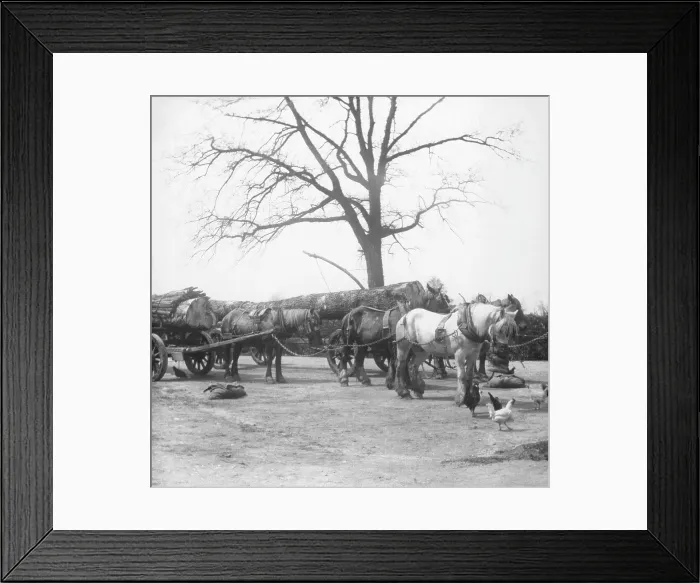 Framed Print : Horse wagon with timber logs, c1900s. Creator: Robert Augustus Henry L'Estrange. Horse wagon with timber logs, c1900s. Creator: Robert Augustus Henry L'Estrange Framed Print : Horse wagon with timber logs, c1900s. Creator: Robert Augustus Henry L'Estrange. Horse wagon with timber logs, c1900s. Creator: Robert Augustus Henry L'Estrange
