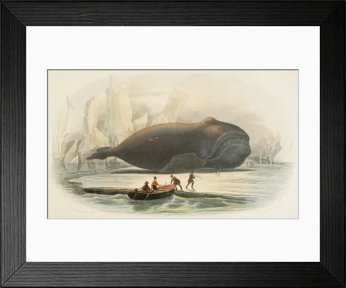 Framed Print : The whale, 1856. Creators: Edouard Travies, Beyer and Manceau Framed Print : The whale, 1856. Creators: Edouard Travies, Beyer and Manceau