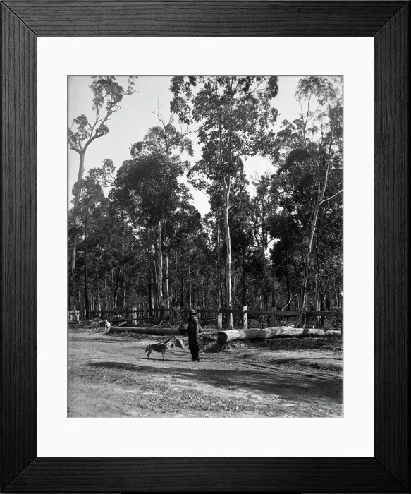Framed Print : Indigenous Australian man and dogs, unknown location, c1900s. Creator: Robert Augustus Henry L'Estrange. Indigenous Australian man and dogs, unknown location, c1900s Framed Print : Indigenous Australian man and dogs, unknown location, c1900s. Creator: Robert Augustus Henry L'Estrange. Indigenous Australian man and dogs, unknown location, c1900s