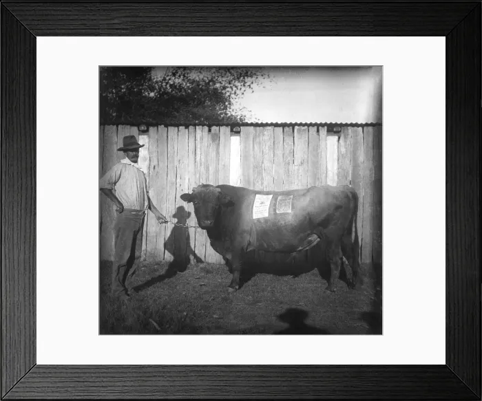 Framed Print : Photo of farmer with a bull - poster about Jenolan Caves stuck on the bull, c1900s Framed Print : Photo of farmer with a bull - poster about Jenolan Caves stuck on the bull, c1900s