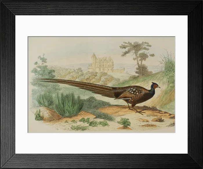 Framed Print : Pheasant, 1856. Creator: Edouard Travies Framed Print : Pheasant, 1856. Creator: Edouard Travies