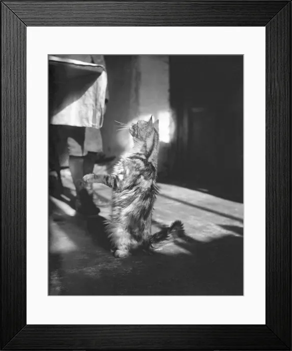 Framed Print : Cat, Kilternan Abbey, Golden Ball, Ireland, c1895. Creator: Robert Augustus Henry L'Estrange. Cat, Kilternan Abbey, Golden Ball, Ireland, c1895 Framed Print : Cat, Kilternan Abbey, Golden Ball, Ireland, c1895. Creator: Robert Augustus Henry L'Estrange. Cat, Kilternan Abbey, Golden Ball, Ireland, c1895