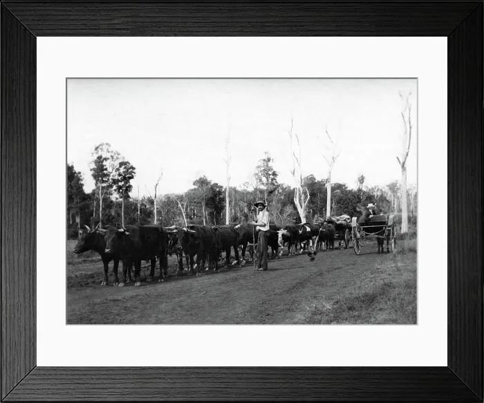 Framed Print : Bullock team and driver hauling timber, c1900s. Creator: Robert Augustus Henry L'Estrange. Bullock team and driver hauling timber, c1900s Framed Print : Bullock team and driver hauling timber, c1900s. Creator: Robert Augustus Henry L'Estrange. Bullock team and driver hauling timber, c1900s