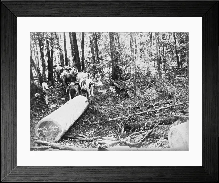 Framed Print : Upper Albert Hauling Pine, 1894. Creator: Poul C Poulsen Framed Print : Upper Albert Hauling Pine, 1894. Creator: Poul C Poulsen
