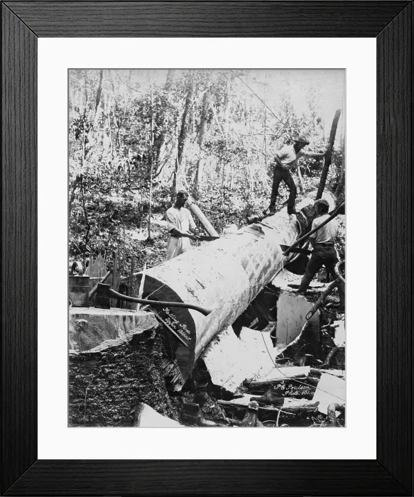 Framed Print : Upper Albert Falling Pine, 1894. Creator: Poul C Poulsen Framed Print : Upper Albert Falling Pine, 1894. Creator: Poul C Poulsen