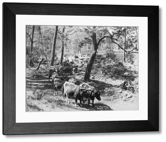 Framed Print : Upper Albert The last crossing, 1894. Creator: Poul C Poulsen Framed Print : Upper Albert The last crossing, 1894. Creator: Poul C Poulsen