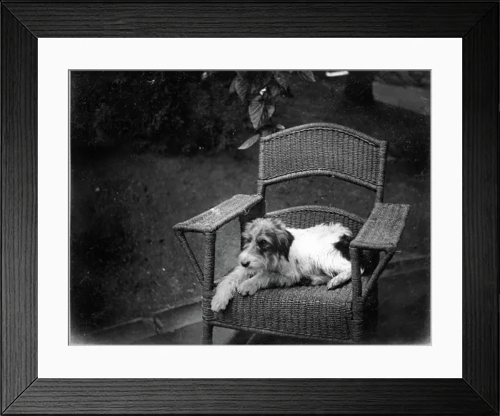 Framed Print : Jack Russell Terrier Dog on wicker chair, Kilternan Abbey, Golden Ball, Ireland c1895 Framed Print : Jack Russell Terrier Dog on wicker chair, Kilternan Abbey, Golden Ball, Ireland c1895