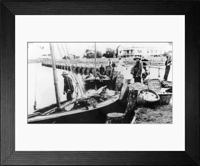 Framed Print : Fishermen unloading their catch from boats at Wynnum Creek, 1907. Creator: Unknown Framed Print : Fishermen unloading their catch from boats at Wynnum Creek, 1907. Creator: Unknown