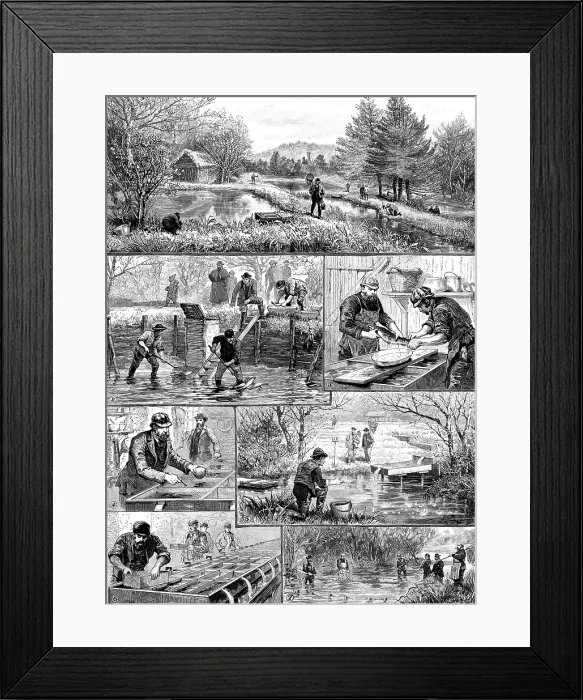 Framed Print : Fish-breeding; a Surrey trout-farm, 1890. Creator: Unknown Framed Print : Fish-breeding; a Surrey trout-farm, 1890. Creator: Unknown