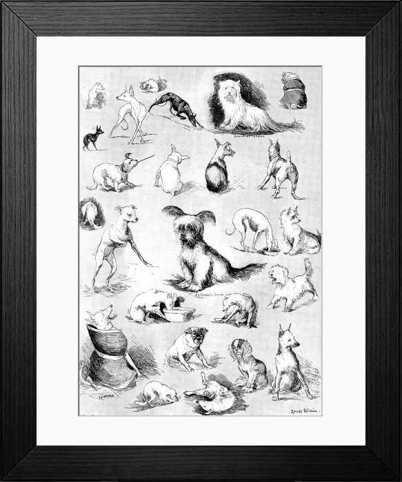 Framed Print : Nature's Fitful Moments: sketches at the Terrier Club Show, 1890. Creator: Carl Hentschel Framed Print : Nature's Fitful Moments: sketches at the Terrier Club Show, 1890. Creator: Carl Hentschel