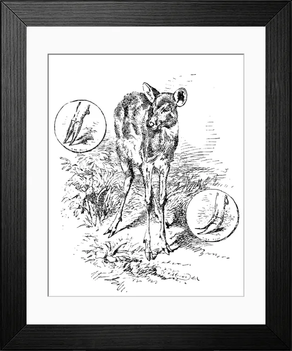 Framed Print : The 'Water Antelope' of the Lake Ngami and Upper Zambesi regions, 1890. Creator: Unknown Framed Print : The 'Water Antelope' of the Lake Ngami and Upper Zambesi regions, 1890. Creator: Unknown