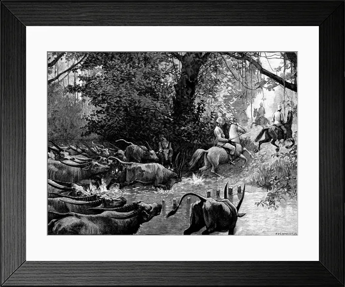 Framed Print : Sketches in Formosa: pursued by water-buffaloes, 1890. Creator: H. Werdmuller Framed Print : Sketches in Formosa: pursued by water-buffaloes, 1890. Creator: H. Werdmuller