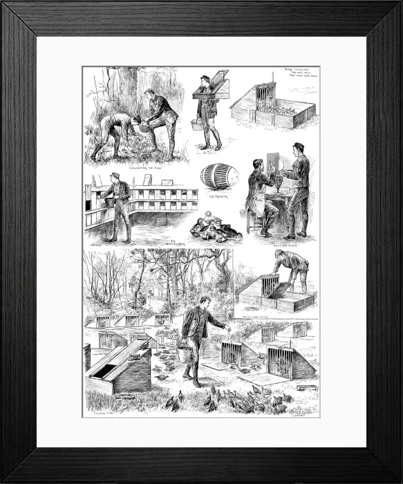 Framed Print : Rearing Pheasants: sketches at the Duke of Norfolk's Pheasantry at Angmering Park, Sussex, 1890. Creator: Carl Hentschel Framed Print : Rearing Pheasants: sketches at the Duke of Norfolk's Pheasantry at Angmering Park, Sussex, 1890. Creator: Carl Hentschel