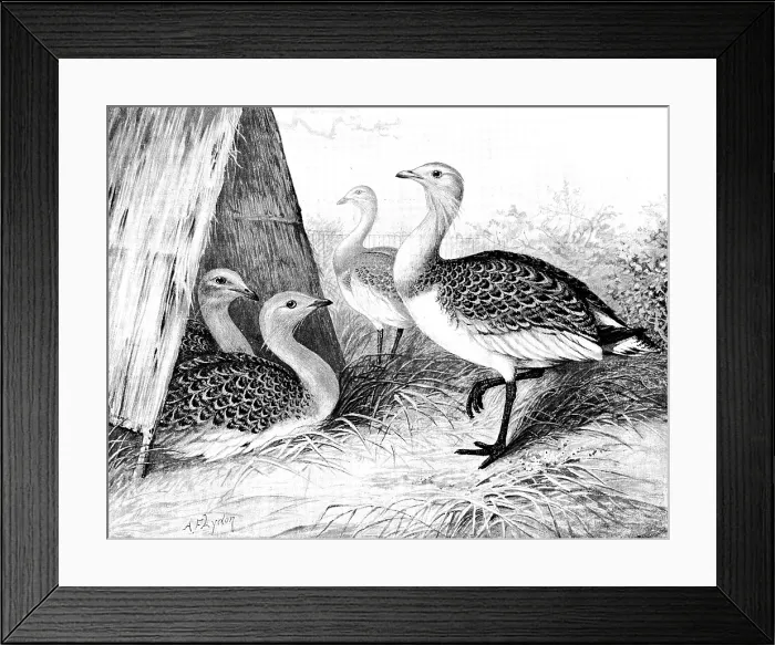 Framed Print : Great Bustards recently added to the Zoological Society's Gardens, 1890. Creator: George Meisenbach Framed Print : Great Bustards recently added to the Zoological Society's Gardens, 1890. Creator: George Meisenbach
