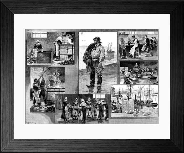 Framed Print : The French Sardine Industry, 1890. Creator: R. Taylor Framed Print : The French Sardine Industry, 1890. Creator: R. Taylor