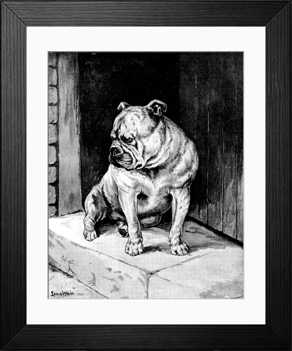 Framed Print : 'A Thing of Beauty' - sketch at the Bulldog Show, 1890. Creator: George Meisenbach Framed Print : 'A Thing of Beauty' - sketch at the Bulldog Show, 1890. Creator: George Meisenbach