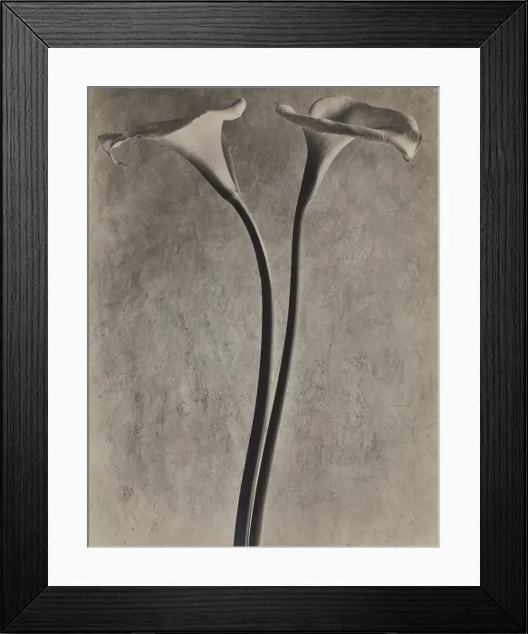 Framed Print : Calla Lilies, c1927. Creator: Tina Modotti Framed Print : Calla Lilies, c1927. Creator: Tina Modotti