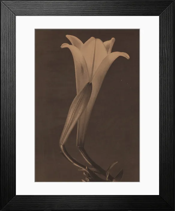 Framed Print : Easter Lily and Bud, 1925. Creator: Tina Modotti Framed Print : Easter Lily and Bud, 1925. Creator: Tina Modotti