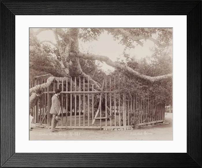 Framed Print : L'arbre de la Vierge, c1880. Creator: Abdullah Freres. L'arbre de la Vierge, c1880. Creator: Abdullah Freres Framed Print : L'arbre de la Vierge, c1880. Creator: Abdullah Freres. L'arbre de la Vierge, c1880. Creator: Abdullah Freres