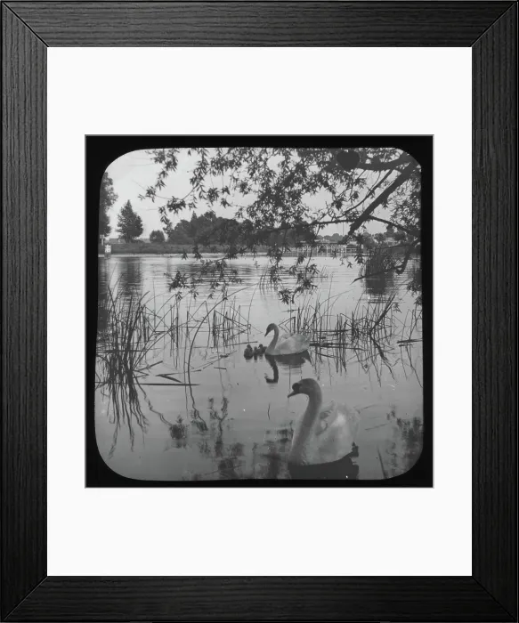 Framed Print : White swans and cygnets on river - unknown location. Creator: Unknown Framed Print : White swans and cygnets on river - unknown location. Creator: Unknown