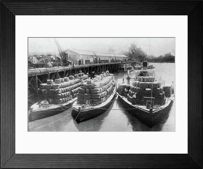 Framed Print : Paddle steamers and barges carrying wool bales - unknown location. Creator: Unknown Framed Print : Paddle steamers and barges carrying wool bales - unknown location. Creator: Unknown