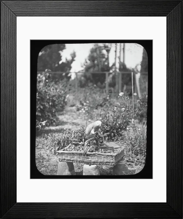 Framed Print : Parrot on basket - unknown location. Creator: Unknown Framed Print : Parrot on basket - unknown location. Creator: Unknown
