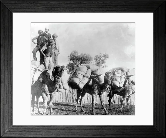 Framed Print : Camels with loads of goods, Wilcannia region New South Wales. Creator: Unknown Framed Print : Camels with loads of goods, Wilcannia region New South Wales. Creator: Unknown