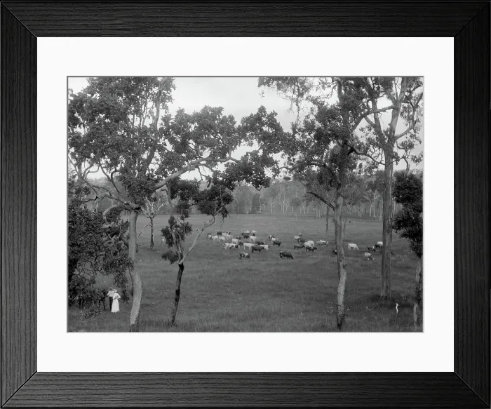Framed Print : Cattle grazing, possibly Coomera region, c1880s. Creator: Robert Augustus Henry L'Estrange. Cattle grazing, possibly Coomera region, c1880s Framed Print : Cattle grazing, possibly Coomera region, c1880s. Creator: Robert Augustus Henry L'Estrange. Cattle grazing, possibly Coomera region, c1880s