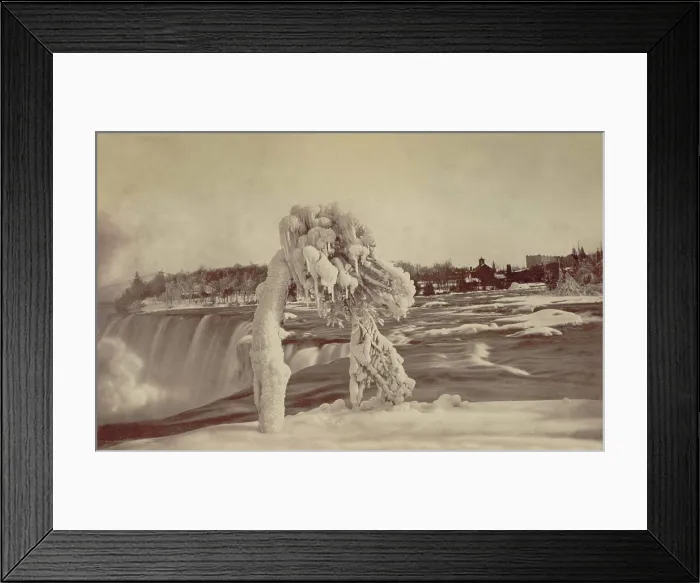 Framed Print : Frosted tree Luna Island. Creator: Unknown