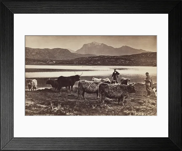 Framed Print : Highland Cattle, between 1870 and 1880. Creator: George Washington Wilson Framed Print : Highland Cattle, between 1870 and 1880. Creator: George Washington Wilson