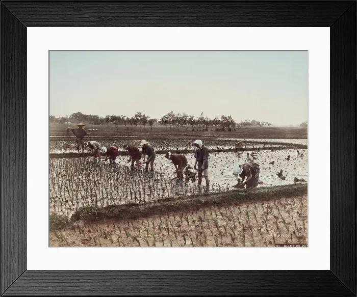 Framed Print : Planting Rice, c.between 1885 and 1900. Creator: Unknown Framed Print : Planting Rice, c.between 1885 and 1900. Creator: Unknown