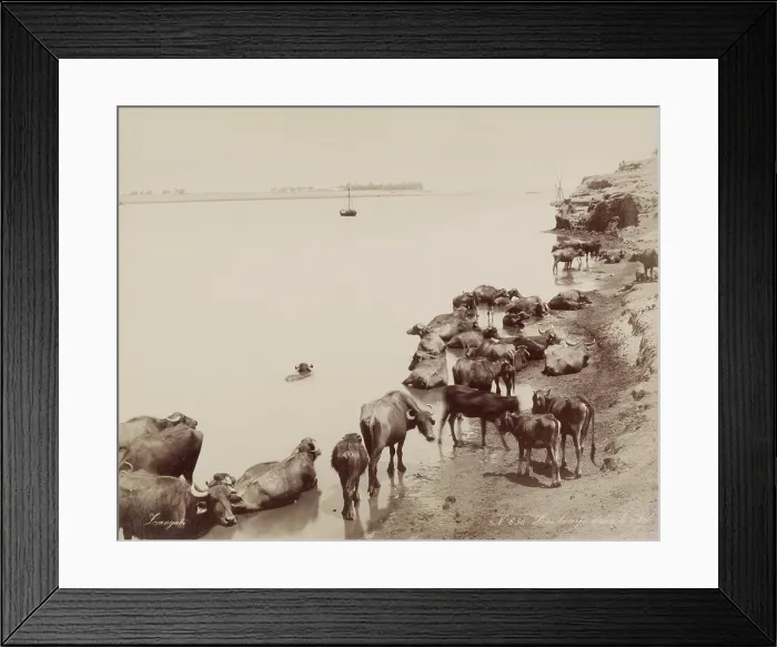 Framed Print : Water Buffalo in the Nile, 19th century. Creator: Zangaki Framed Print : Water Buffalo in the Nile, 19th century. Creator: Zangaki