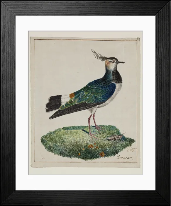 Framed Print : Lapwing, 18th century. Creator: Unknown Framed Print : Lapwing, 18th century. Creator: Unknown