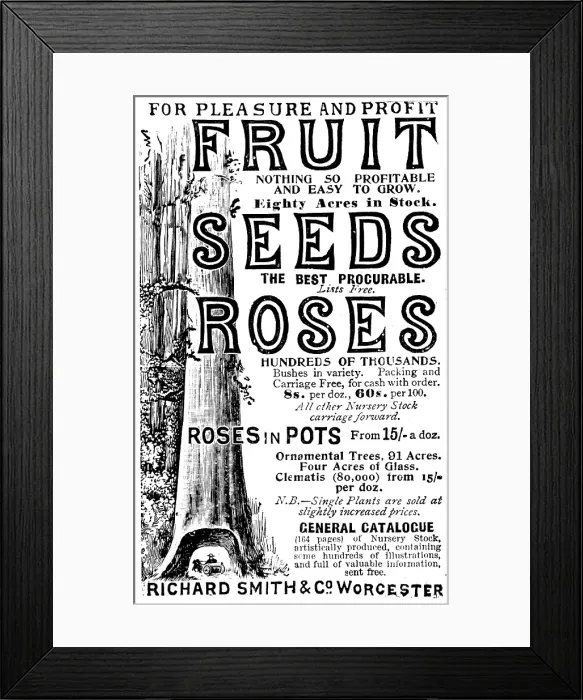 Framed Print : Advertisement for Richard Smith & Co's Fruit, Seeds and Roses, 1895. Creator: Unknown. Advertisement for Richard Smith & Co's Fruit, Seeds and Roses, 1895
