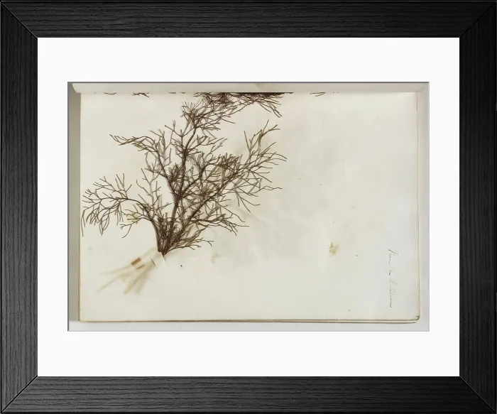 Framed Print : Plant from the Coliseum, c1832. Creator: Thomas Cole Framed Print : Plant from the Coliseum, c1832. Creator: Thomas Cole