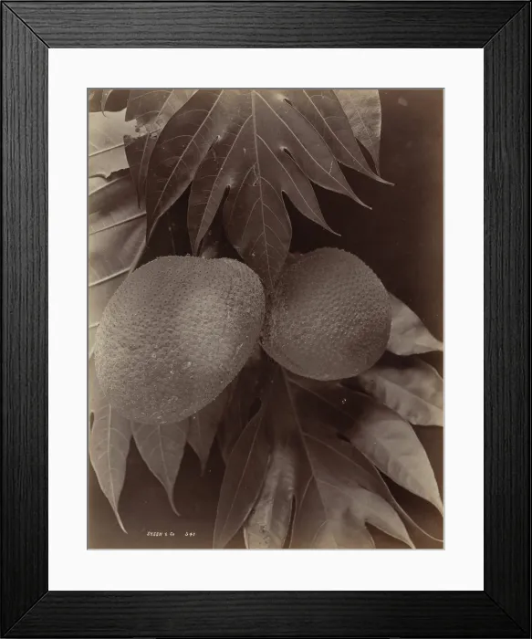 Framed Print : Bread Fruit, 1870. Creator: S. Slinn & Co Framed Print : Bread Fruit, 1870. Creator: S. Slinn & Co