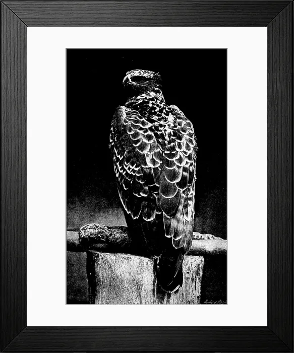 Framed Print : Martial Hawk Eagle, 1895. Creator: Robert Gambier Bolton Framed Print : Martial Hawk Eagle, 1895. Creator: Robert Gambier Bolton