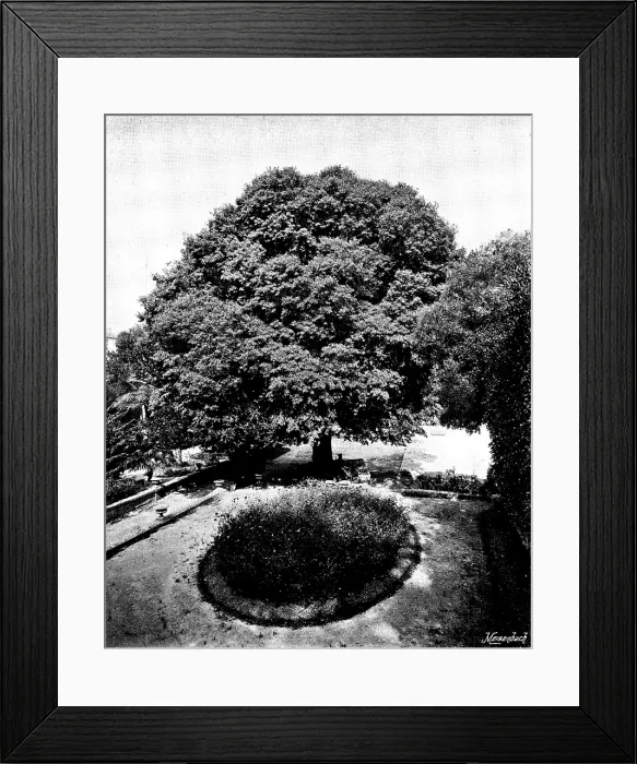 Framed Print : In the grounds of the Chateau Thorenc, Cannes, 1895. Creator: George Meisenbach Framed Print : In the grounds of the Chateau Thorenc, Cannes, 1895. Creator: George Meisenbach