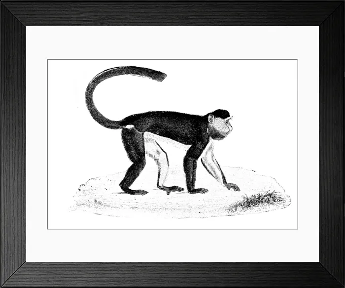 Framed Print : Facsimile of 'Tiny, ' the late Mr. Frank Buckland's monkey, 1895. Creator: Unknown. Facsimile of 'Tiny, ' the late Mr. Frank Buckland's monkey, 1895 Framed Print : Facsimile of 'Tiny, ' the late Mr. Frank Buckland's monkey, 1895. Creator: Unknown. Facsimile of 'Tiny, ' the late Mr. Frank Buckland's monkey, 1895