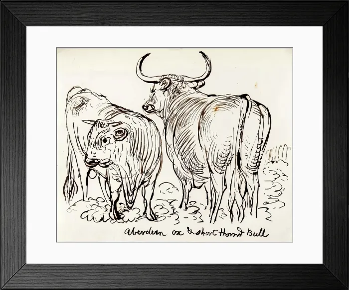 Framed Print : Aberdeen Ox and Shorthorned Bull, 1825-1839. Creator: James Howe Framed Print : Aberdeen Ox and Shorthorned Bull, 1825-1839. Creator: James Howe