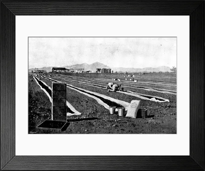 Framed Print : Fruit-Growing in California: drying prunes, 1895. Creator: George Meisenbach Framed Print : Fruit-Growing in California: drying prunes, 1895. Creator: George Meisenbach