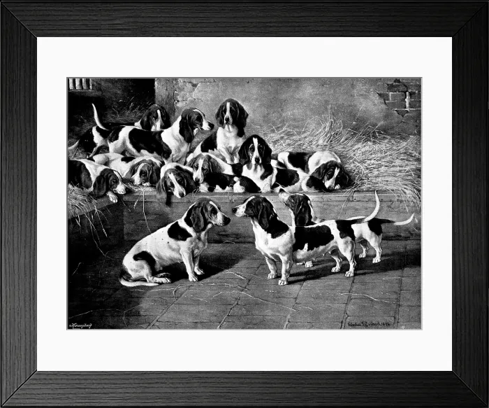 Framed Print : Mr. J. Moss's pack of basset-hounds at Bishop's Waltham, near Winchester, 1895. Creator: George Meisenbach. Mr. J Framed Print : Mr. J. Moss's pack of basset-hounds at Bishop's Waltham, near Winchester, 1895. Creator: George Meisenbach. Mr. J