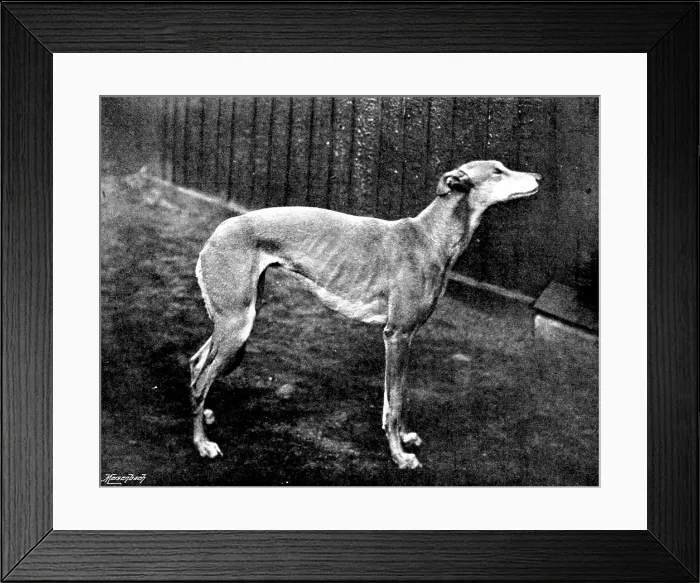 Framed Print : Thoughtless Beauty, the winner of the Waterloo Cup, 1895. Creator: Brown, Barnes & Bell Framed Print : Thoughtless Beauty, the winner of the Waterloo Cup, 1895. Creator: Brown, Barnes & Bell