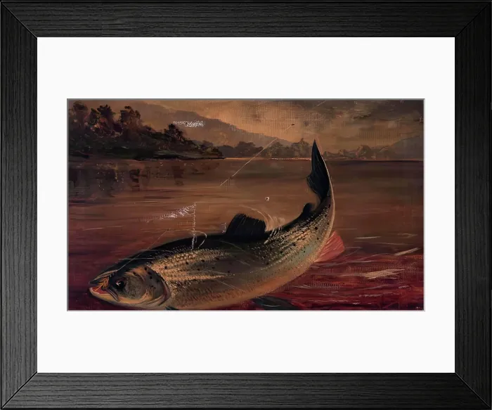 Framed Print : Sea Trout, 1895. Creator: E P Bradly Framed Print : Sea Trout, 1895. Creator: E P Bradly
