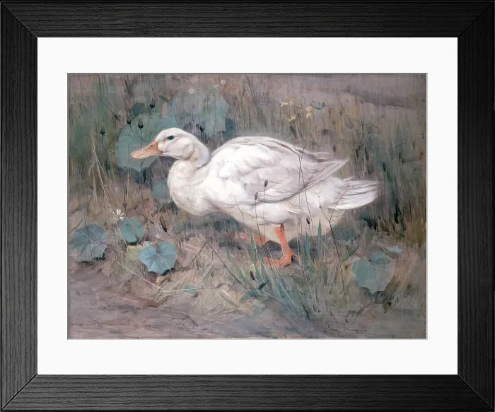 Framed Print : A White Duck. Creator: Edwin Alexander Framed Print : A White Duck. Creator: Edwin Alexander