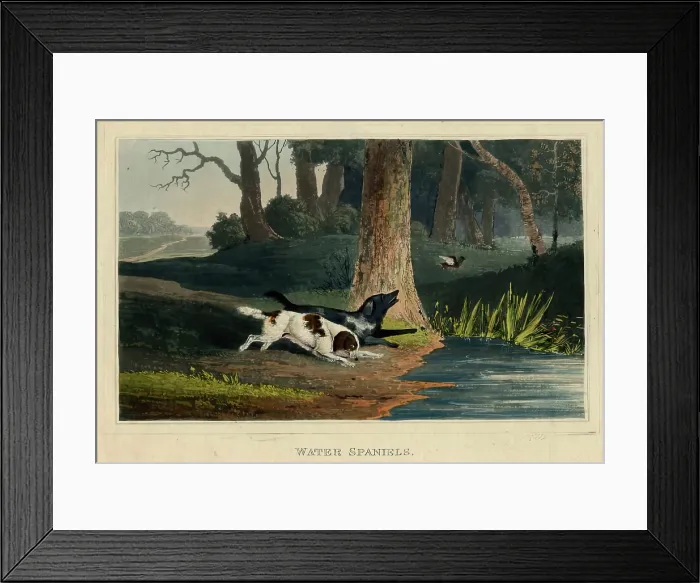 Framed Print : Water Spaniels, c1820s. Creator: Newton Smith Limbird Fielding Framed Print : Water Spaniels, c1820s. Creator: Newton Smith Limbird Fielding